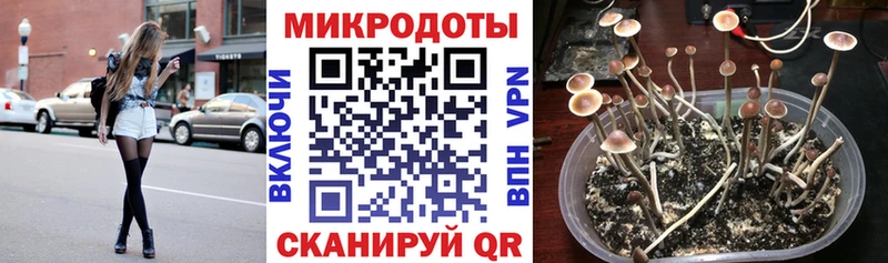Псилоцибиновые грибы GOLDEN TEACHER  Суворов 